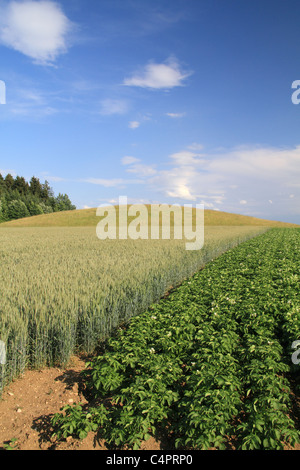 Magdalenenberg (Häuptlings Grab von Villingen) Stockfoto