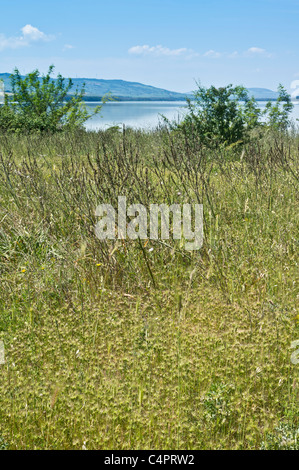 Lago San Giuliano Stausee in der Nähe von Matera, eine World Wildlife Fund "Oase" künstlichen aus ein kleiner Natursee. Naturschutzgebiet. Stockfoto