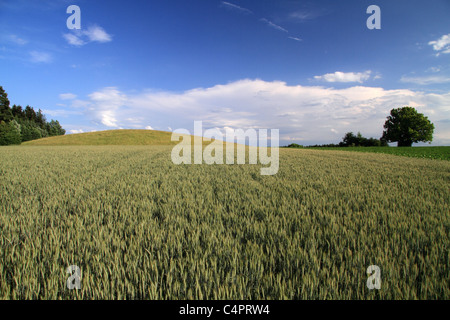 Magdalenenberg (Häuptlings Grab von Villingen) Stockfoto