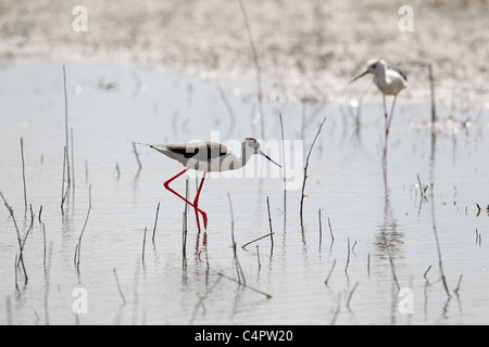 [Stelzenläufer] [Himantopus Himantopus] an der [Fuente de Piedra] abflusslose Lagune, Andalusien, Spanien Stockfoto