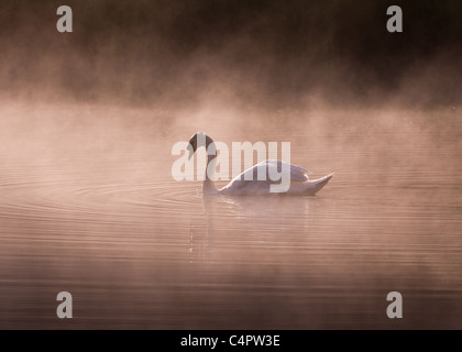 Nebligen Morgen Schwan Stockfoto