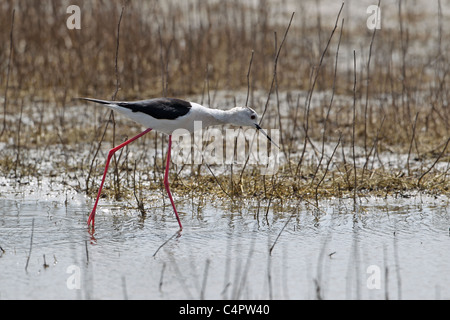 [Stelzenläufer] [Himantopus Himantopus] an der [Fuente de Piedra] abflusslose Lagune, Andalusien, Spanien Stockfoto