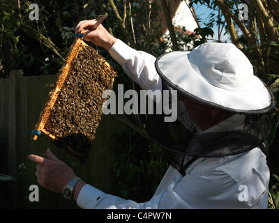 Imker Honigbienen auf einem Gestell aus einem Bee Hive England betrachten Stockfoto