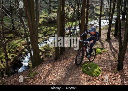 Irische Mountain Bike Champion Robin Seymour reitet auf einen Pfad durch einen Wald, County Wicklow, Irland Stockfoto