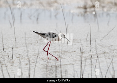 [Stelzenläufer] [Himantopus Himantopus] an der [Fuente de Piedra] abflusslose Lagune, Andalusien, Spanien Stockfoto