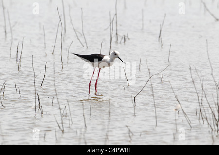 [Stelzenläufer] [Himantopus Himantopus] an der [Fuente de Piedra] abflusslose Lagune, Andalusien, Spanien Stockfoto