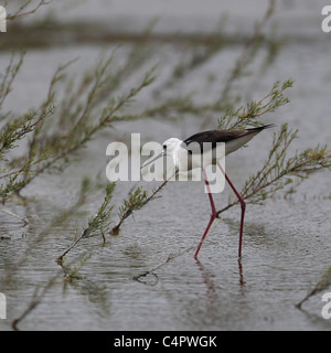 [Stelzenläufer] [Himantopus Himantopus] an der [Fuente de Piedra] abflusslose Lagune, Andalusien, Spanien Stockfoto