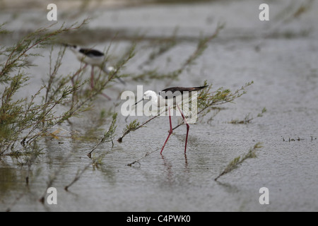 [Stelzenläufer] [Himantopus Himantopus] an der [Fuente de Piedra] abflusslose Lagune, Andalusien, Spanien Stockfoto