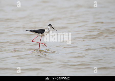 [Stelzenläufer] [Himantopus Himantopus] an der [Fuente de Piedra] abflusslose Lagune, Andalusien, Spanien Stockfoto