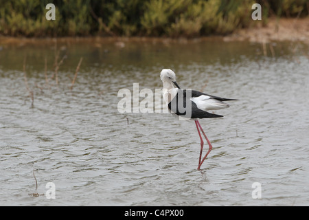 [Stelzenläufer] [Himantopus Himantopus] an der [Fuente de Piedra] abflusslose Lagune, Andalusien, Spanien Stockfoto