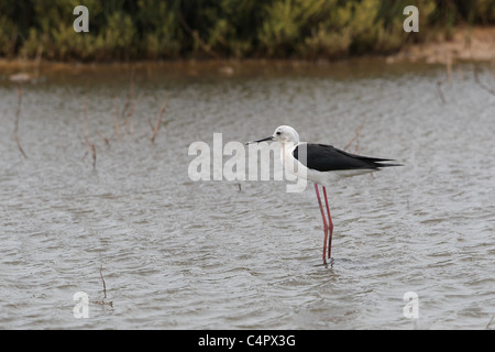 [Stelzenläufer] [Himantopus Himantopus] an der [Fuente de Piedra] abflusslose Lagune, Andalusien, Spanien Stockfoto