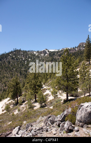 A stark Wald Bereich in der Sierra Nevadaas. Stockfoto