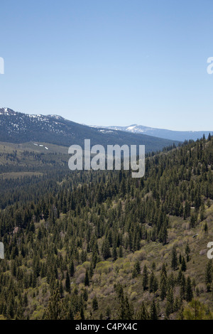 A stark Wald Bereich in der Sierra Nevadaas. Stockfoto