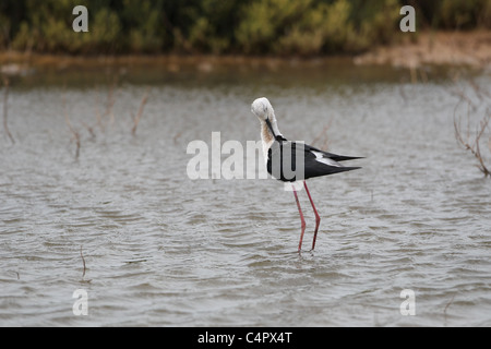 [Stelzenläufer] [Himantopus Himantopus] an der [Fuente de Piedra] abflusslose Lagune, Andalusien, Spanien Stockfoto