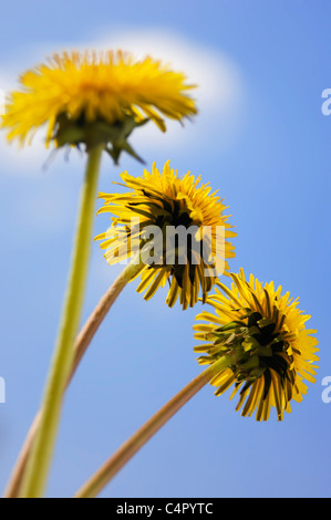 Drei Löwenzahn gelbe Blüten Nahaufnahme isoliert auf blauen Himmel Stockfoto