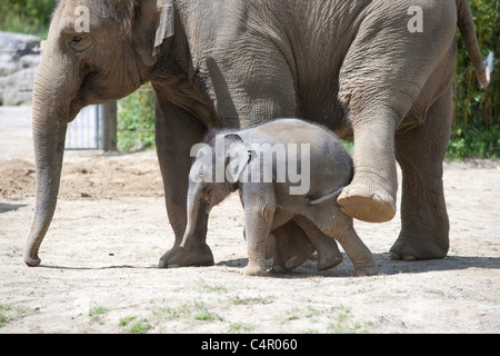 Drei Wochen alte männliche Elefant im Münchner Zoo, Tierpark Hellabrunn. Stockfoto