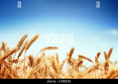 Weizenfeld vor blauem Himmel Stockfoto