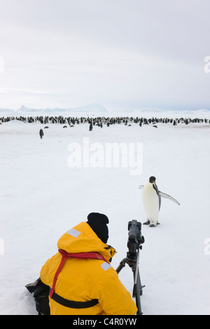 Touristen fotografieren Kaiserpinguin auf Eis, Snow Hill Island, Antarktis Stockfoto