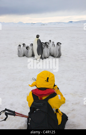 Touristen fotografieren Kaiserpinguin-Küken auf Eis, Snow Hill Island, Antarktis Stockfoto
