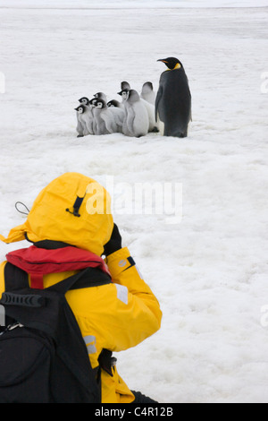 Touristen fotografieren Kaiserpinguin-Küken auf Eis, Snow Hill Island, Antarktis Stockfoto