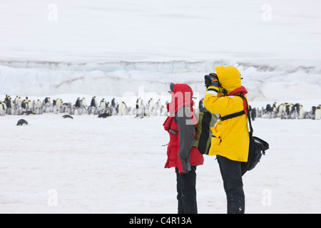 Touristen fotografieren Kaiserpinguine Elternteil mit Küken auf Eis, Snow Hill Island, Antarktis Stockfoto