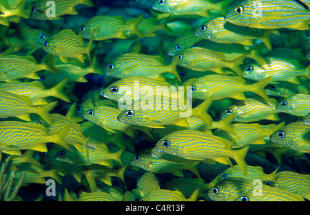 Französisch (haemulon flavolineatum Grunzt) Schulbildung, Bahamas Inseln, Karibik Stockfoto