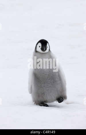 Kaiserpinguin-Küken auf Eis, Snow Hill Island, Antarktis Stockfoto