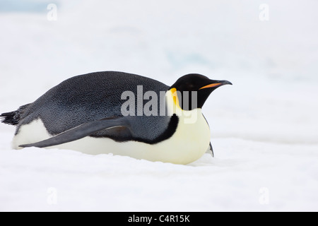 Kaiser-Pinguin gleiten auf Eis, Snow Hill Island, Antarktis Stockfoto