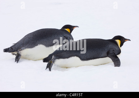 Kaiser-Pinguin gleiten auf Eis, Snow Hill Island, Antarktis Stockfoto