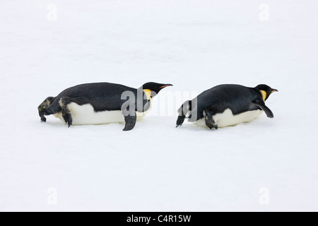 Kaiser-Pinguin gleiten auf Eis, Snow Hill Island, Antarktis Stockfoto