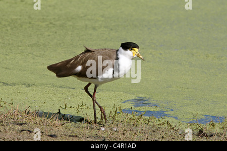 Sporn-winged Plover oder maskierten Kiebitz, Vanellus Miles Novaehollandiae. Dubbo, westlichen NSW, Australien. Stockfoto