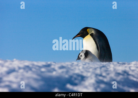 Kaiserpinguine Elternteil mit Küken auf Snow Hill Island, Antarktis Stockfoto