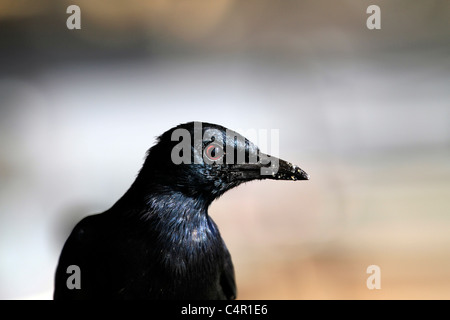 In der Nähe von Red-winged Starling (onychognathus Morio). Stockfoto