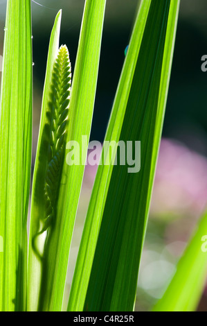 Entwicklung von Crocosmia Lucifer Blumen wieder beleuchtet in einem Garten Stockfoto