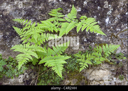 Gymnocarpium Robertianum Kalkstein Farn am Eingang Sapperton Tunnels, Gloucestershire Stockfoto