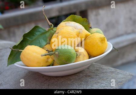 Schüssel mit frisch gepflückten Zitronen, Toskana, Italien Stockfoto