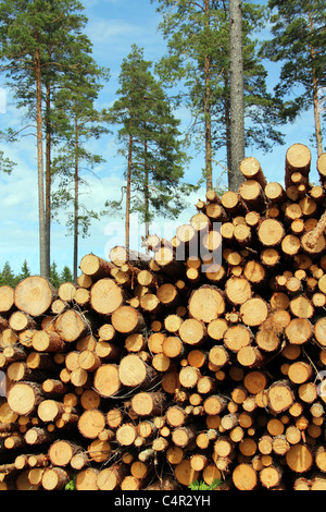 Ein Haufen von geschnittenen Holzscheite mit Pinien im Hintergrund, zur Herstellung von Zellstoff oder erneuerbare Energien. Stockfoto