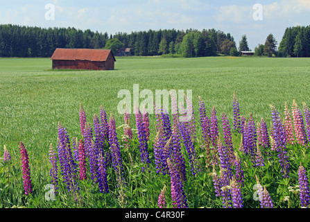 Landschaft mit Lupinen Blumen in Finnland Stockfoto