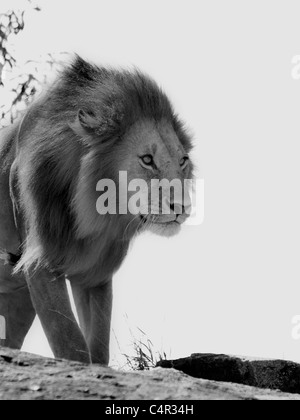 Junge männliche Löwen Masai Mara Stockfoto