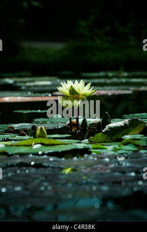 Nymphaea, tropische Seerose Stockfoto