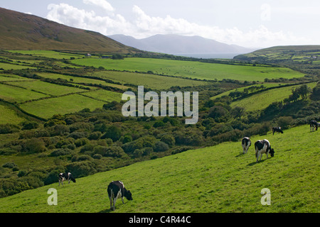 Kühe weiden, Halbinsel Dingle, County Kerry, Irland Stockfoto