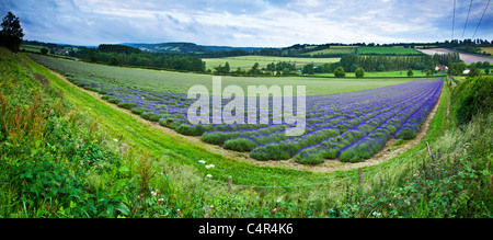 Bereich der Lavendel in Kent Stockfoto
