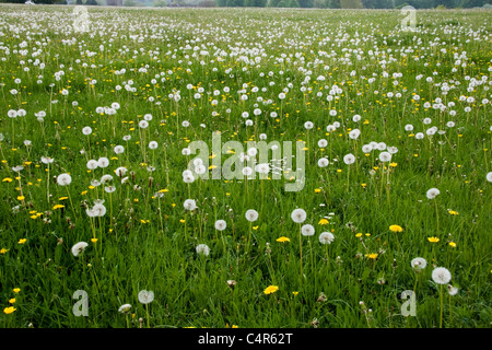 Einer englischen Wiese im Frühjahr mit Löwenzahn Uhren Stockfoto