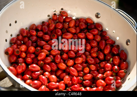 Frisch gepflückte Hagebutten in weißem Sieb. Stockfoto