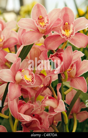 Orchidee. Cymbidium sp. Stockfoto