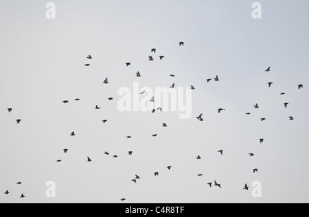 Ein Großteil der Seidenschwanz fliegen über den blau-grauen Himmel Stockfoto
