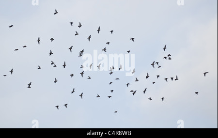 Ein Großteil der Seidenschwanz fliegen über den blau-grauen Himmel Stockfoto