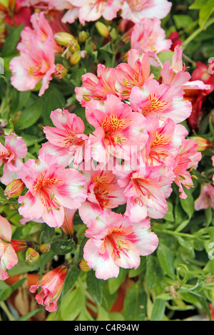 Peruanische Lilie. Alstroemeria Stockfoto