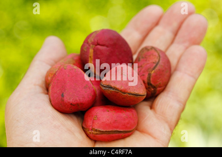 Kolanüssen. Cola Acuminata. Stockfoto