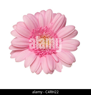 Nahaufnahme von Blumen Stockfoto